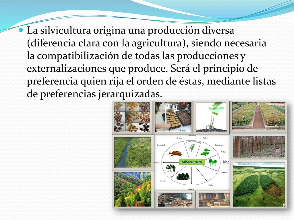 La silvicultura origina una producción diversa (diferencia clara con la agricultura), siendo necesaria la compatibilización de todas las producciones y externalizaciones que produce.