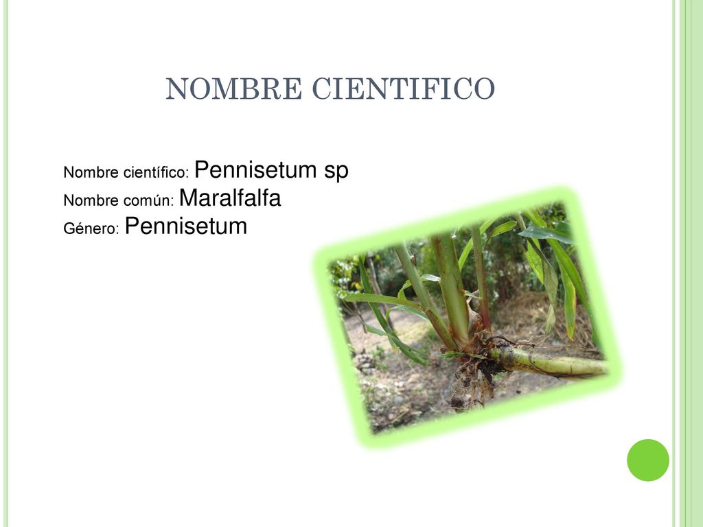 NOMBRE CIENTIFICO Nombre científico: Pennisetum sp Nombre común: Maralfalfa Género: Pennisetum