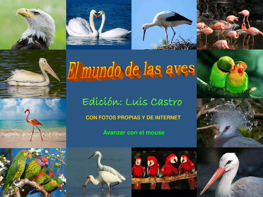 El mundo de las aves Edición: Luis Castro Avanzar con el mouse