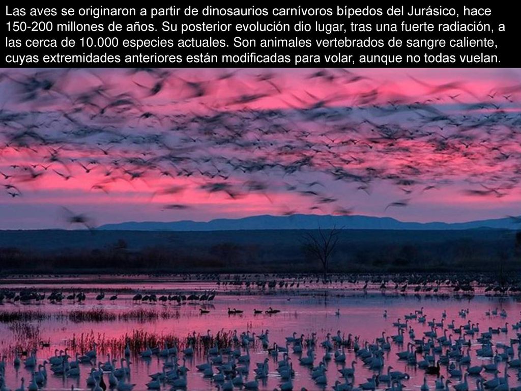 Las aves se originaron a partir de dinosaurios carnívoros bípedos del Jurásico, hace millones de años.