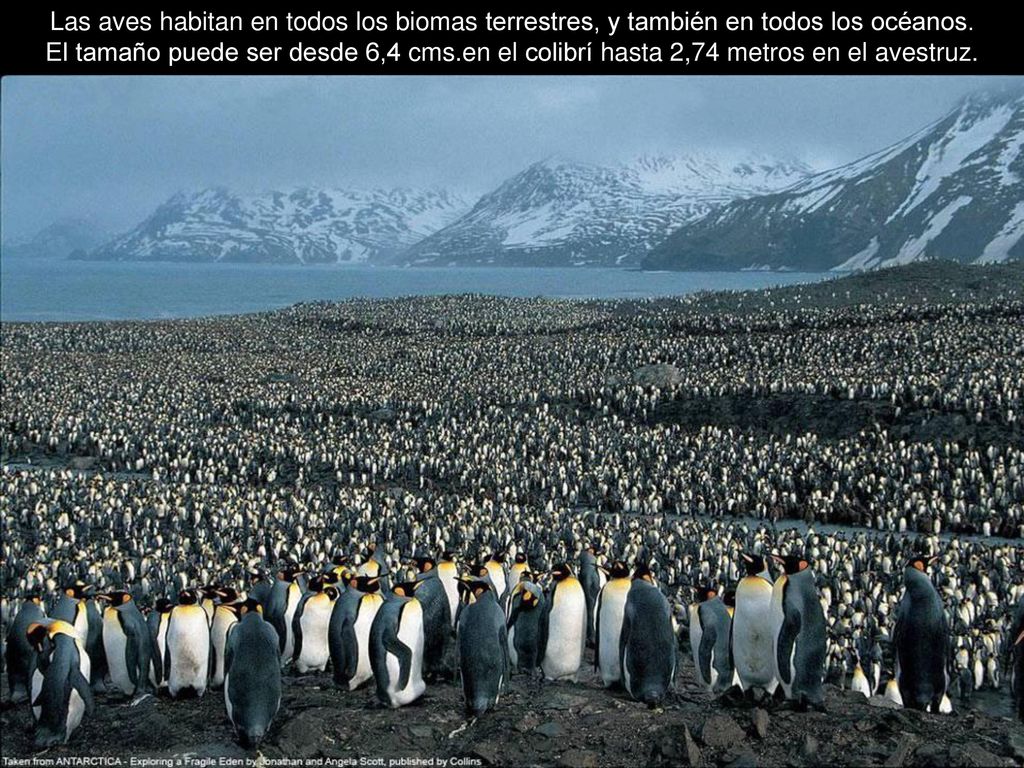 Las aves habitan en todos los biomas terrestres, y también en todos los océanos.