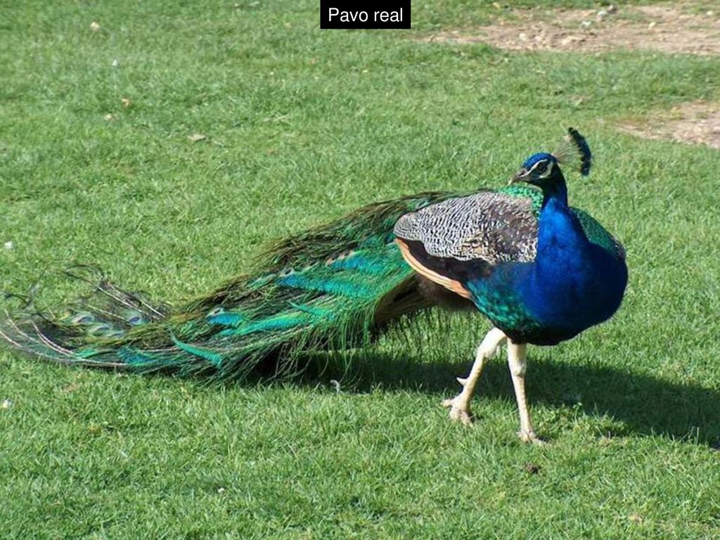 Pavo real