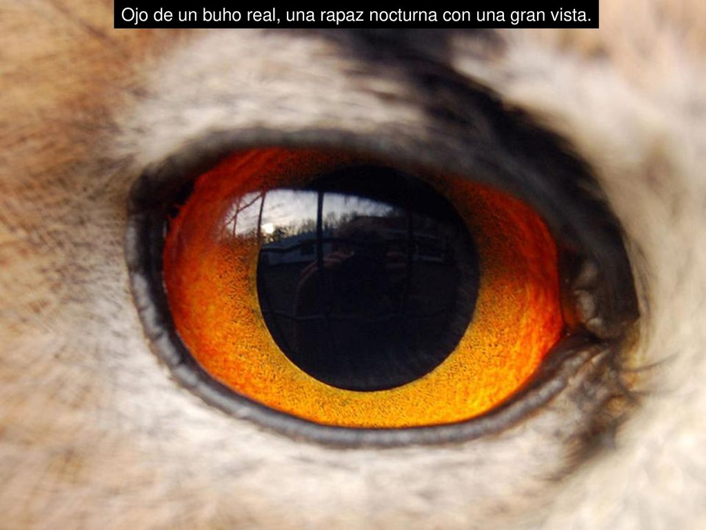 Ojo de un buho real, una rapaz nocturna con una gran vista.
