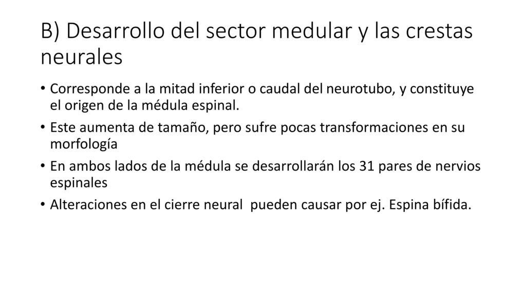 B) Desarrollo del sector medular y las crestas neurales