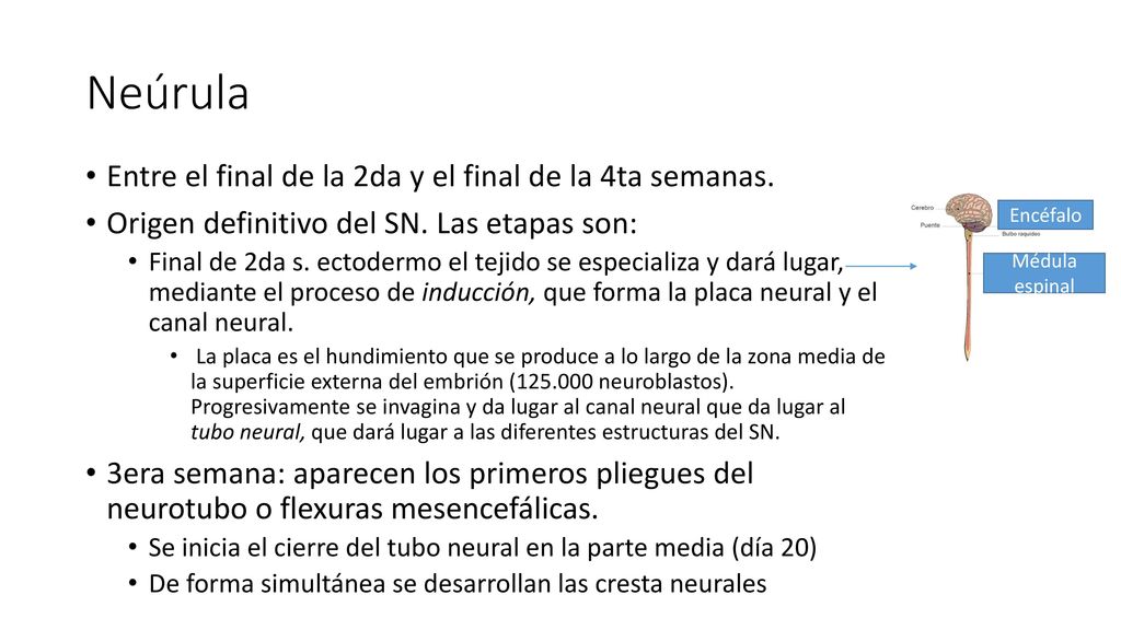 Neúrula Entre el final de la 2da y el final de la 4ta semanas.