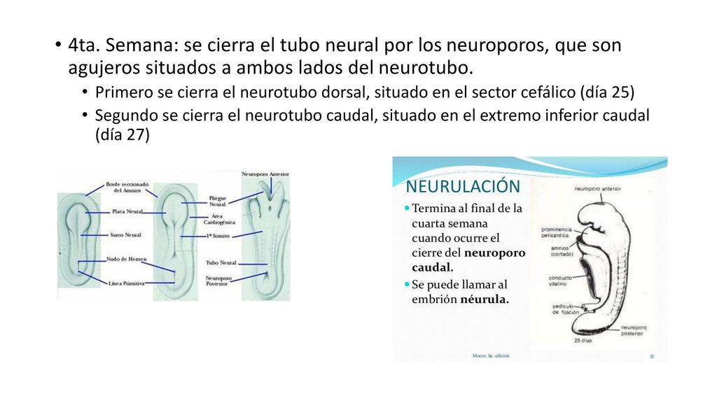 4ta. Semana: se cierra el tubo neural por los neuroporos, que son agujeros situados a ambos lados del neurotubo.