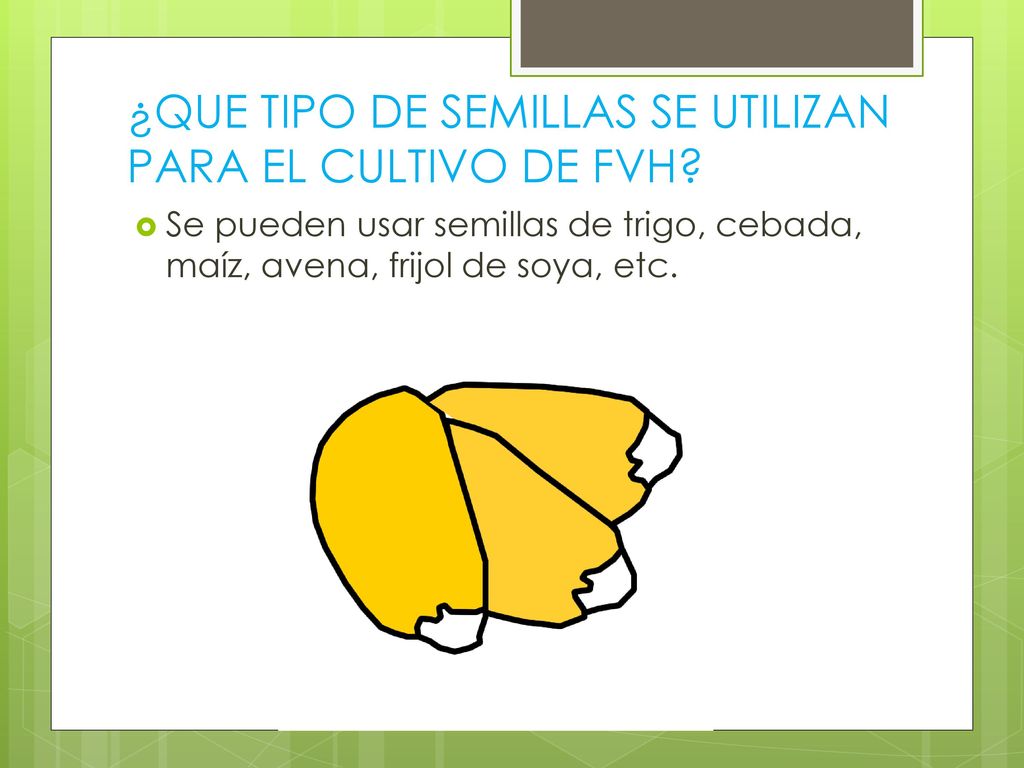 ¿QUE TIPO DE SEMILLAS SE UTILIZAN PARA EL CULTIVO DE FVH