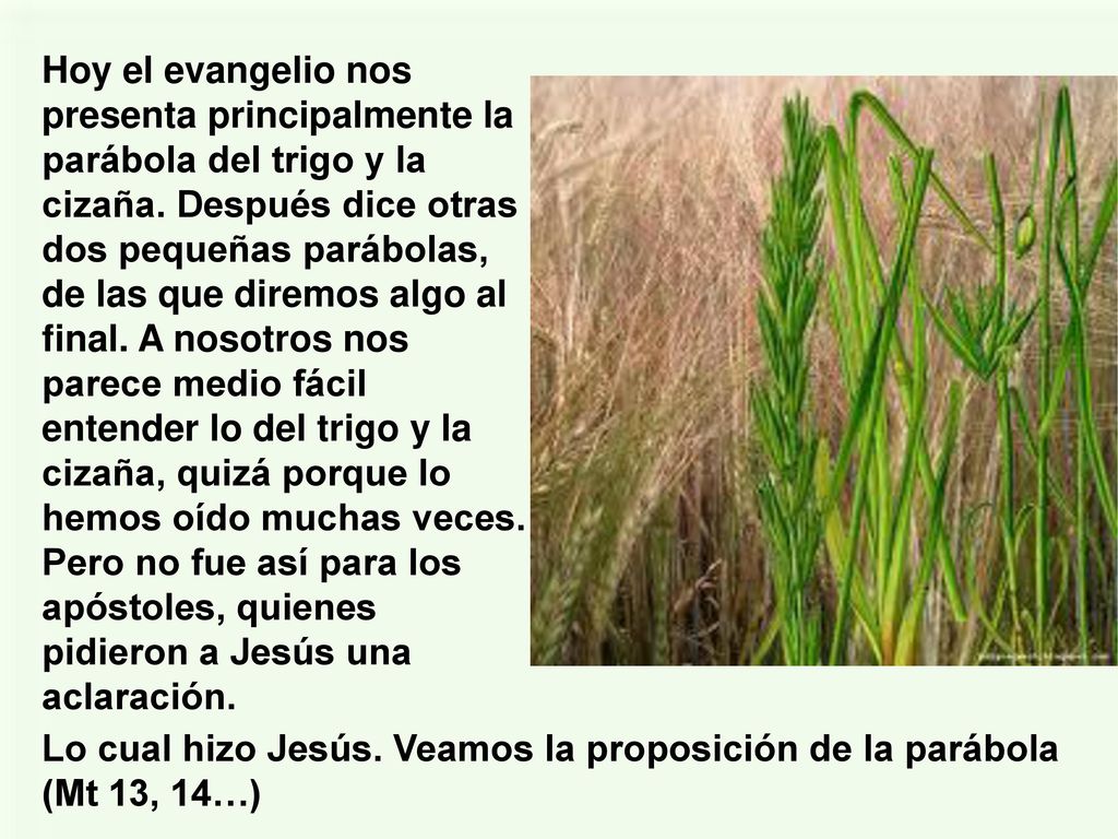 Hoy el evangelio nos presenta principalmente la parábola del trigo y la cizaña. Después dice otras dos pequeñas parábolas, de las que diremos algo al final. A nosotros nos parece medio fácil entender lo del trigo y la cizaña, quizá porque lo hemos oído muchas veces. Pero no fue así para los apóstoles, quienes pidieron a Jesús una aclaración.