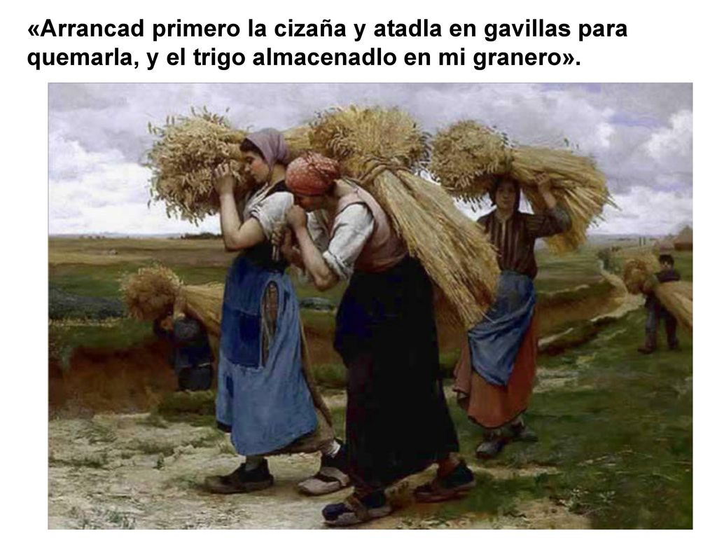 «Arrancad primero la cizaña y atadla en gavillas para quemarla, y el trigo almacenadlo en mi granero».