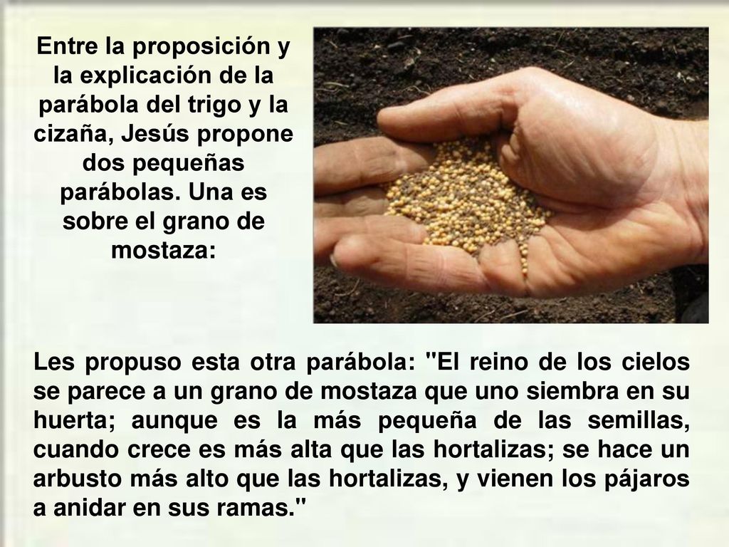 Entre la proposición y la explicación de la parábola del trigo y la cizaña, Jesús propone dos pequeñas parábolas. Una es sobre el grano de mostaza: