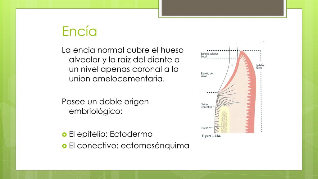 Encía La encia normal cubre el hueso alveolar y la raiz del diente a un nivel apenas coronal a la union amelocementaria.