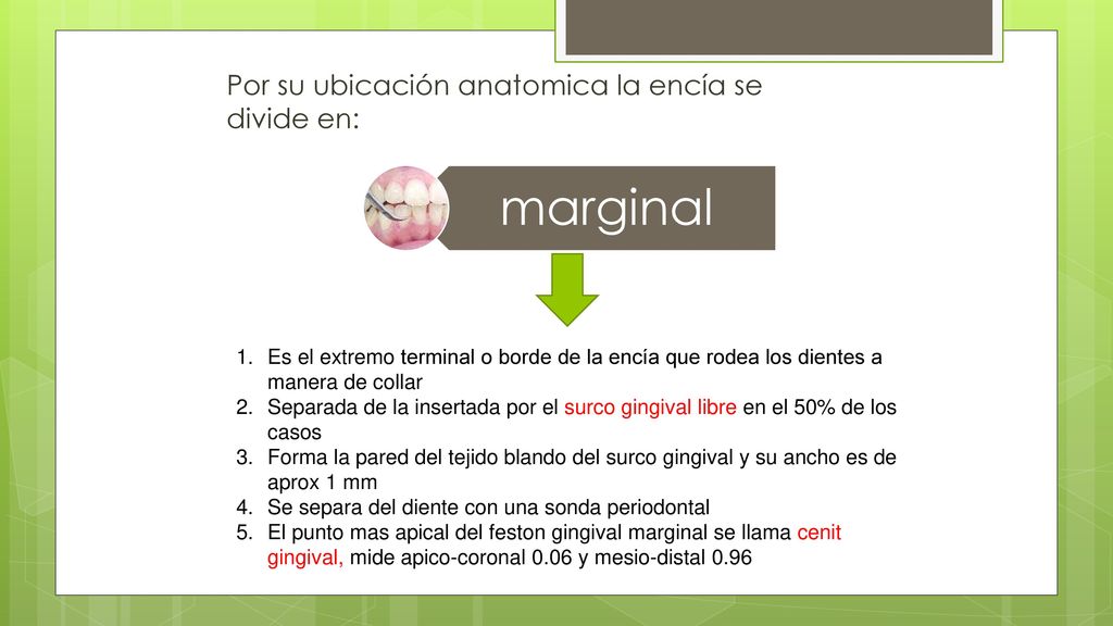 marginal Por su ubicación anatomica la encía se divide en:
