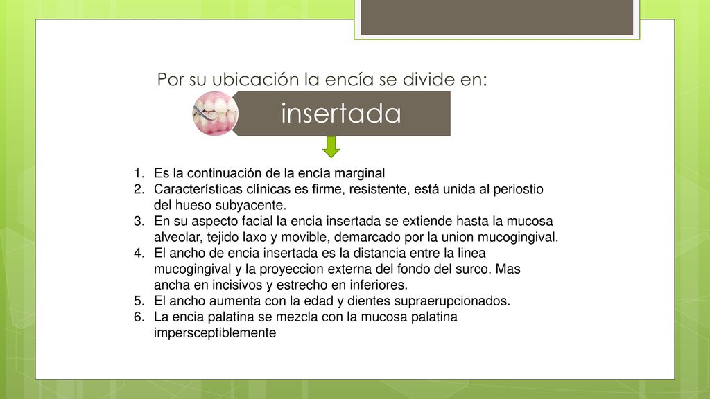 insertada Por su ubicación la encía se divide en:
