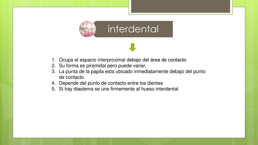 interdental Ocupa el espacio interproximal debajo del área de contacto