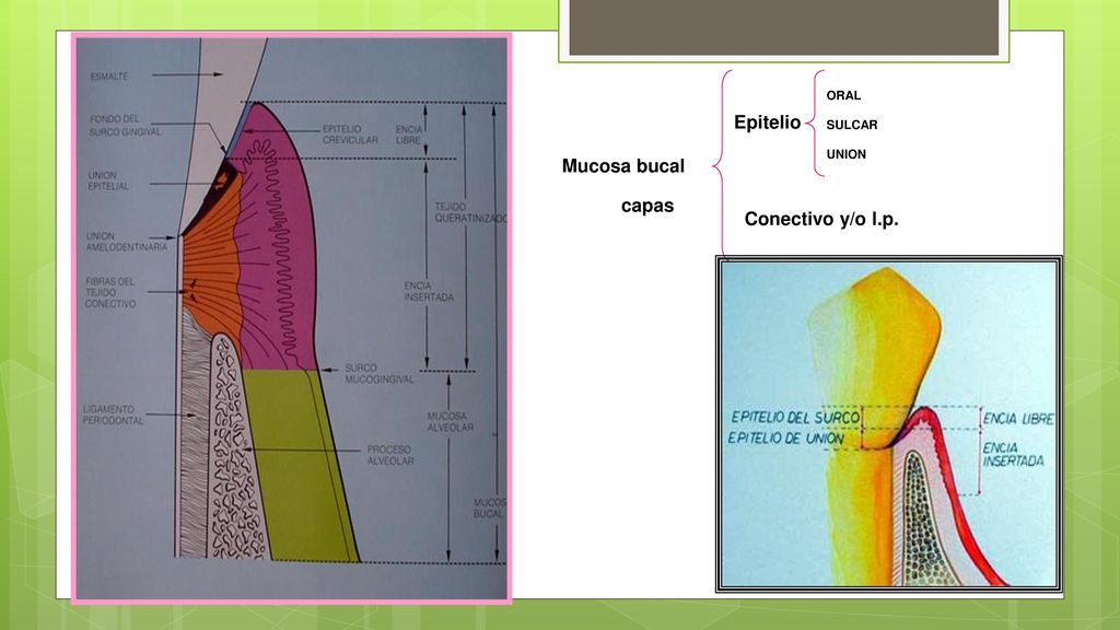Epitelio ORAL SULCAR UNION Mucosa bucal capas Conectivo y/o l.p.