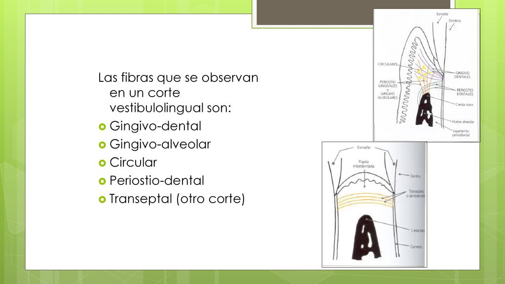 Las fibras que se observan en un corte vestibulolingual son: