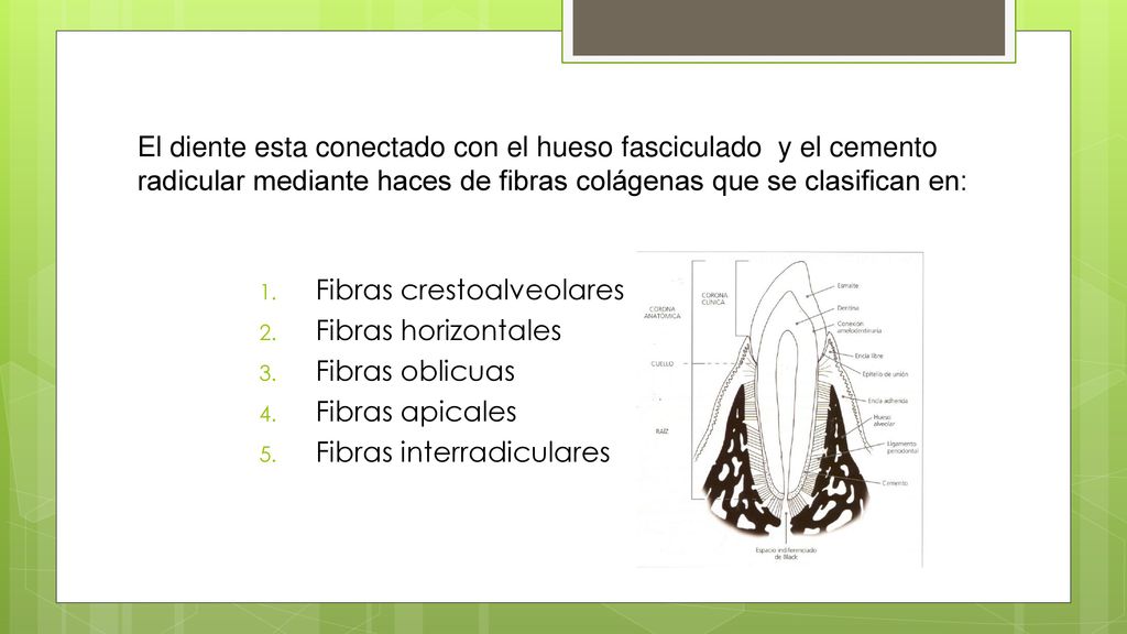 El diente esta conectado con el hueso fasciculado y el cemento radicular mediante haces de fibras colágenas que se clasifican en: