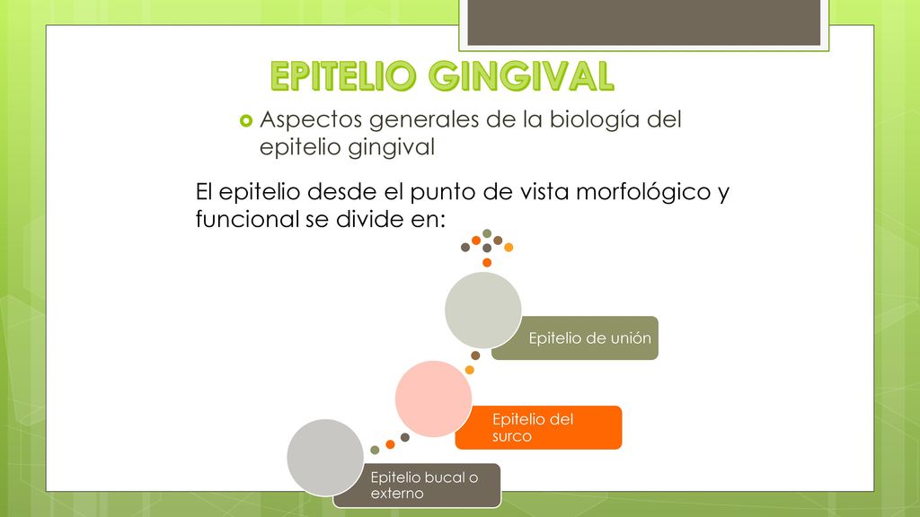 EPITELIO GINGIVAL Aspectos generales de la biología del epitelio gingival. El epitelio desde el punto de vista morfológico y funcional se divide en: