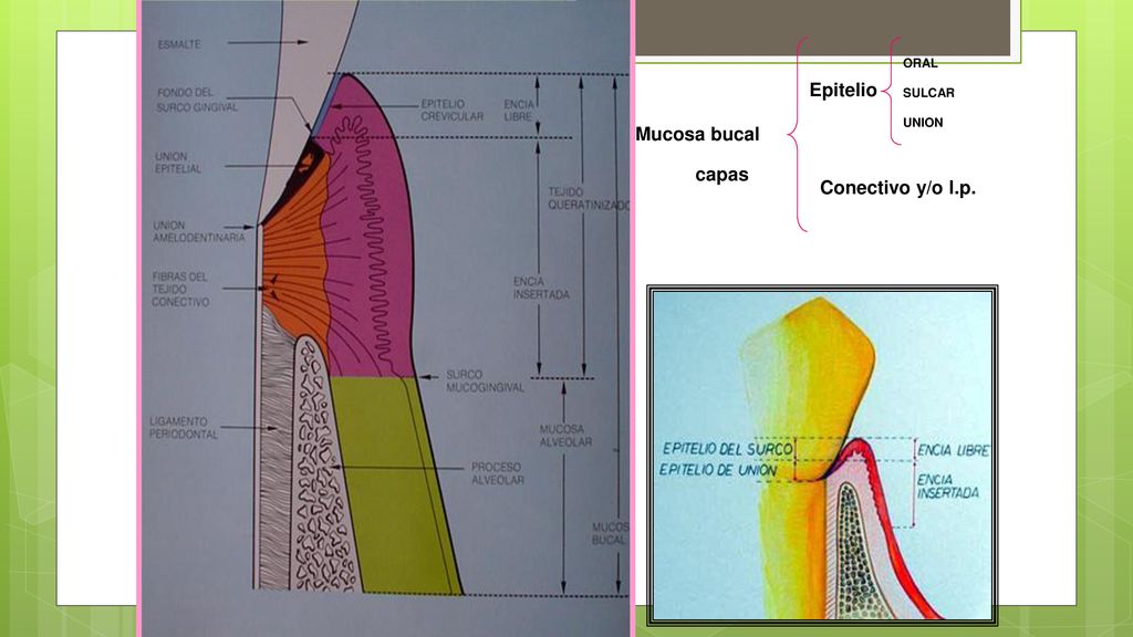 Epitelio ORAL SULCAR UNION Mucosa bucal capas Conectivo y/o l.p.