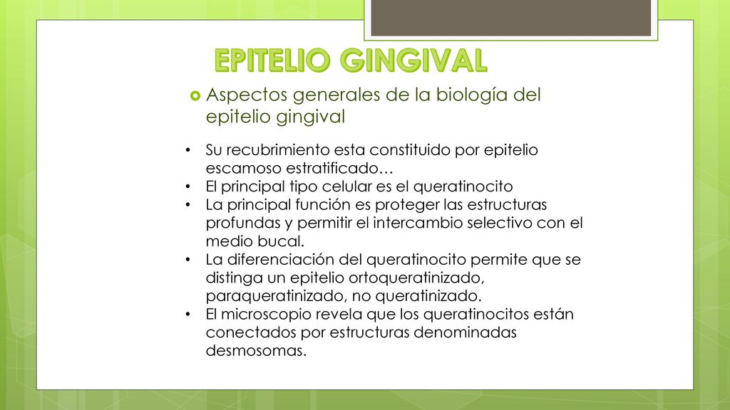 EPITELIO GINGIVAL Aspectos generales de la biología del epitelio gingival. Su recubrimiento esta constituido por epitelio escamoso estratificado…