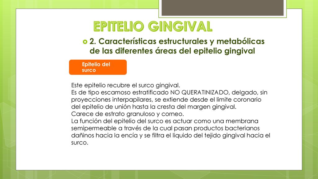 EPITELIO GINGIVAL 2. Características estructurales y metabólicas de las diferentes áreas del epitelio gingival.