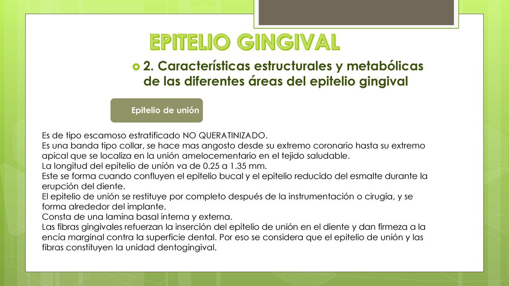 EPITELIO GINGIVAL 2. Características estructurales y metabólicas de las diferentes áreas del epitelio gingival.