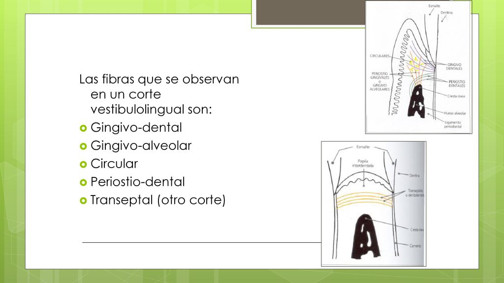 Las fibras que se observan en un corte vestibulolingual son: