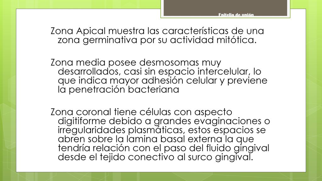 Epitelio de unión Zona Apical muestra las características de una zona germinativa por su actividad mitótica.