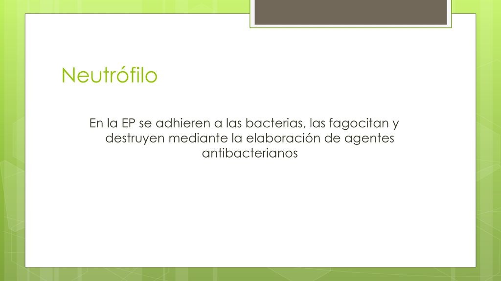 Neutrófilo En la EP se adhieren a las bacterias, las fagocitan y destruyen mediante la elaboración de agentes antibacterianos.