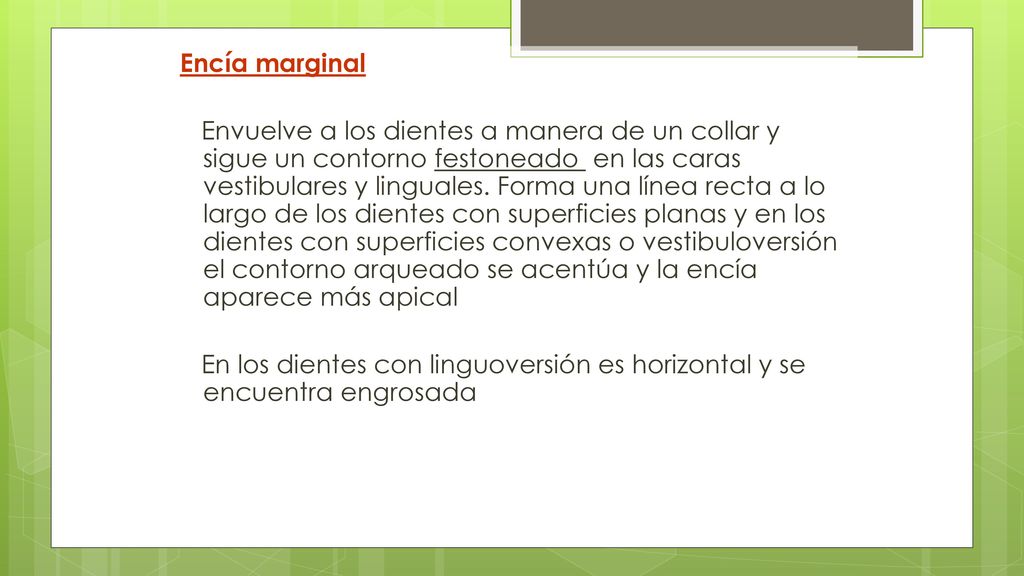 Encía marginal Envuelve a los dientes a manera de un collar y sigue un contorno festoneado en las caras vestibulares y linguales.