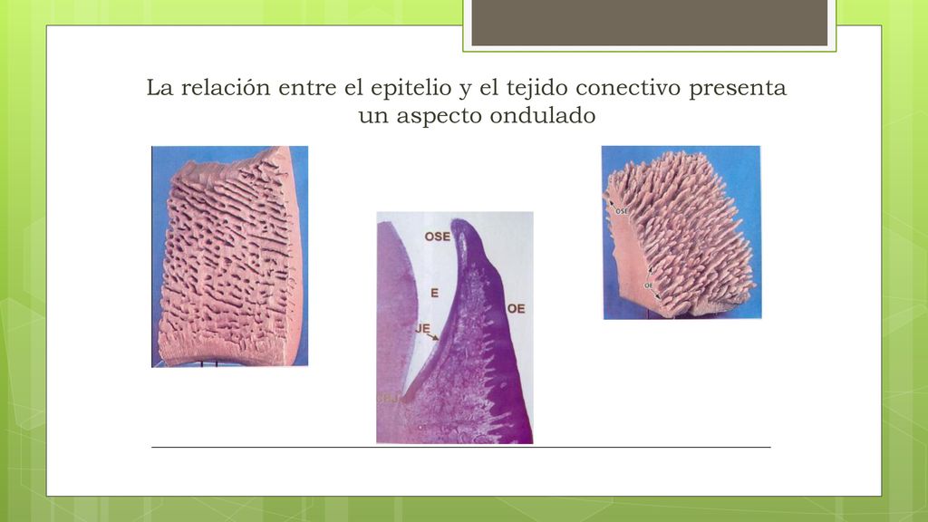 La relación entre el epitelio y el tejido conectivo presenta un aspecto ondulado