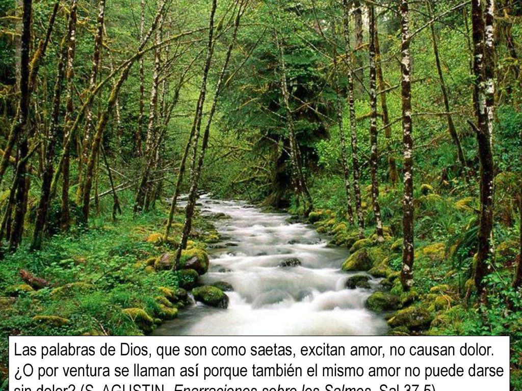 Las palabras de Dios, que son como saetas, excitan amor, no causan dolor.