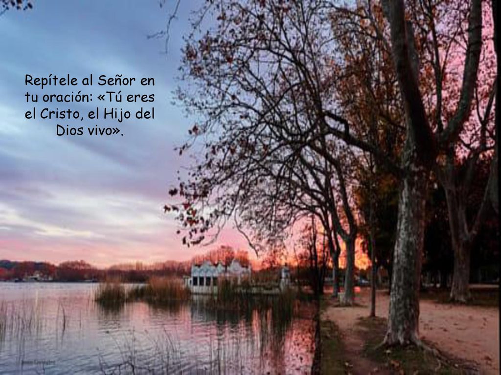 Repítele al Señor en tu oración: «Tú eres el Cristo, el Hijo del Dios vivo».