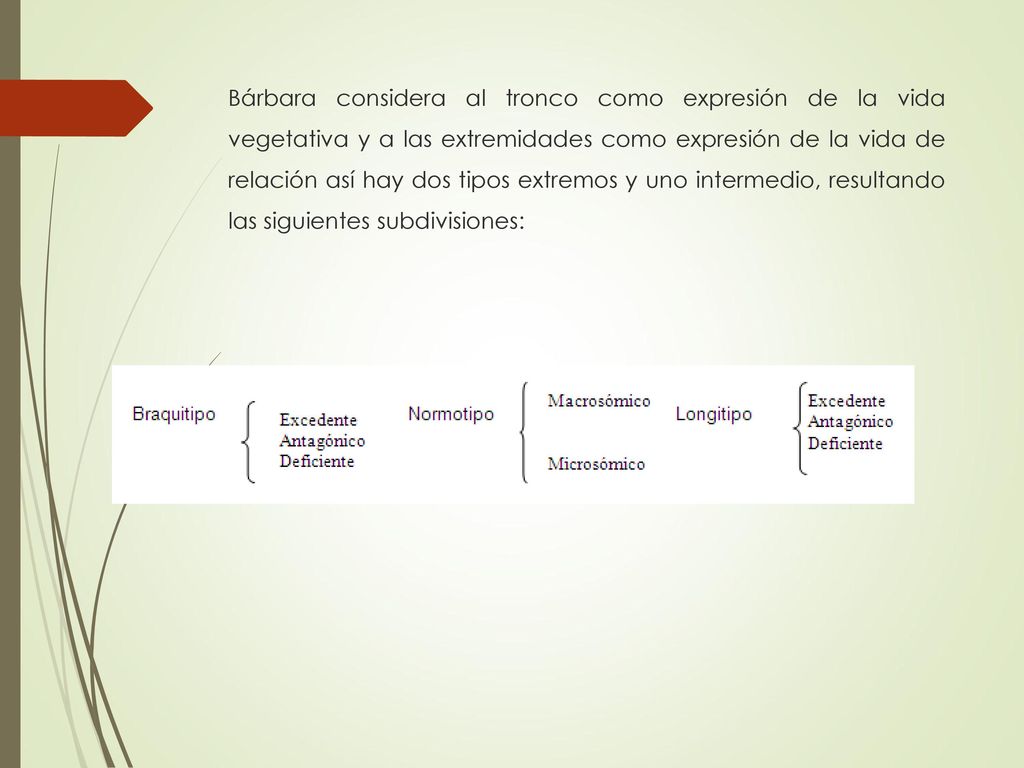 Bárbara considera al tronco como expresión de la vida vegetativa y a las extremidades como expresión de la vida de relación así hay dos tipos extremos y uno intermedio, resultando las siguientes subdivisiones: