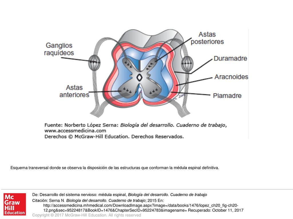 Esquema transversal donde se observa la disposición de las estructuras que conforman la médula espinal definitiva.