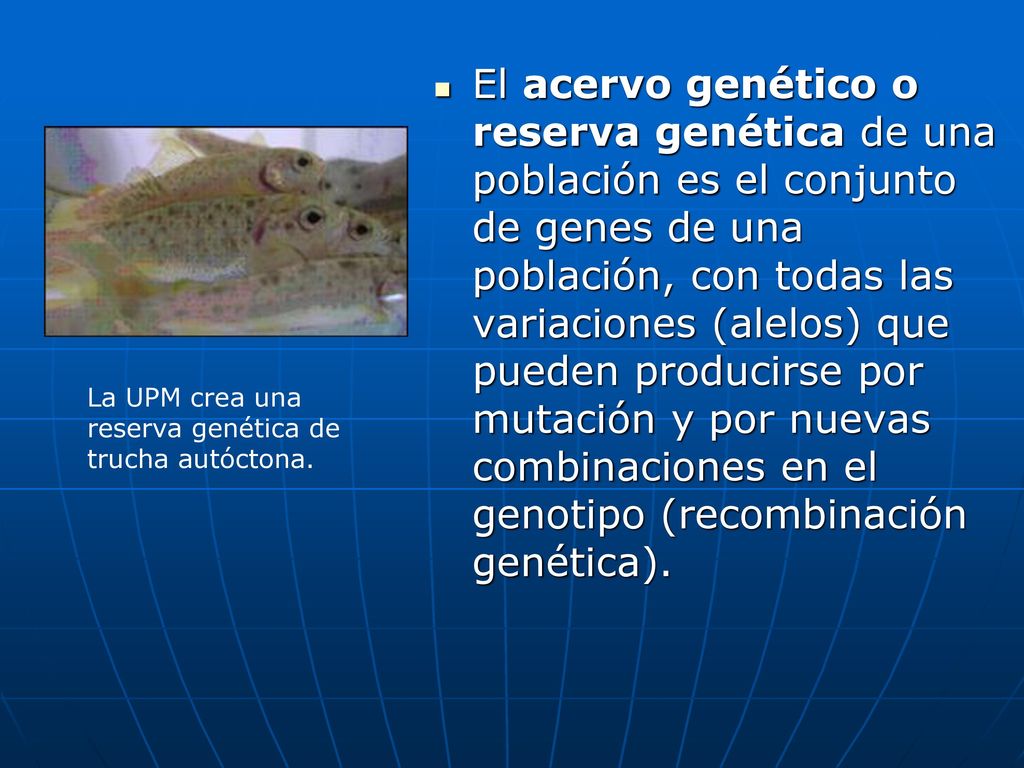 El acervo genético o reserva genética de una población es el conjunto de genes de una población, con todas las variaciones (alelos) que pueden producirse por mutación y por nuevas combinaciones en el genotipo (recombinación genética).