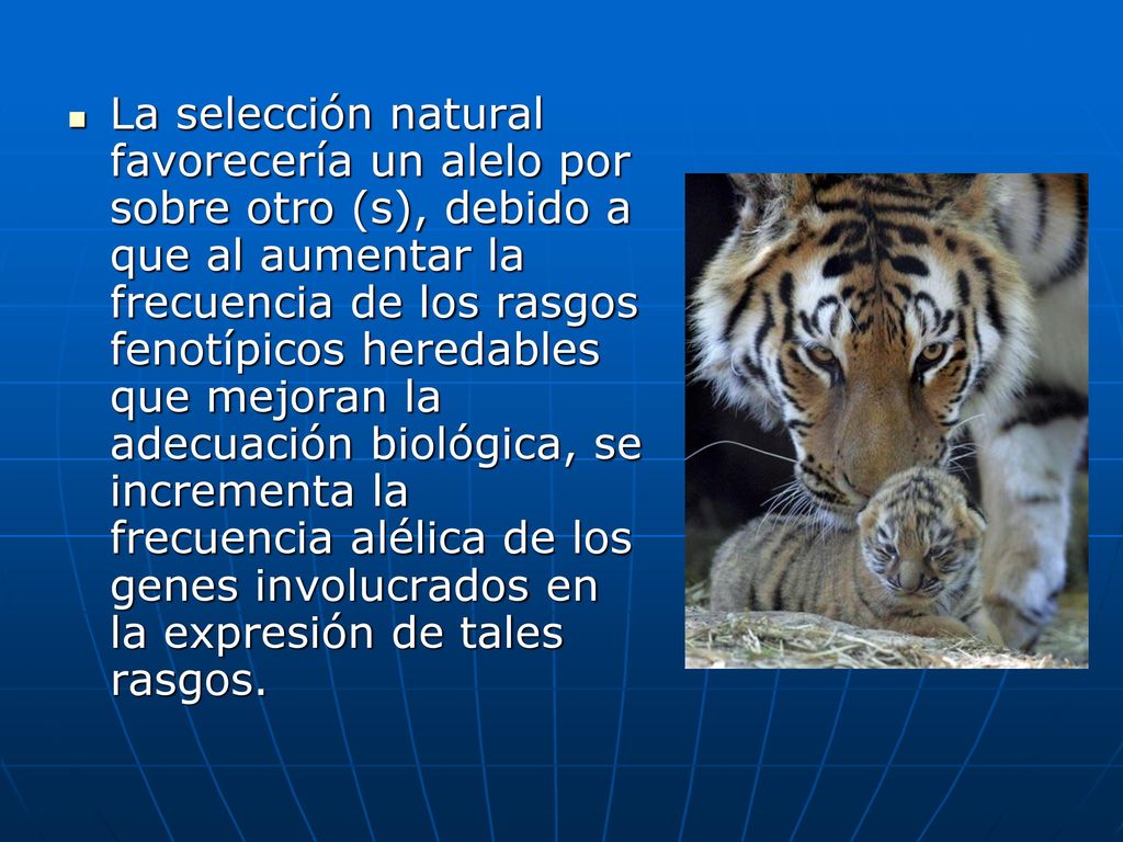 La selección natural favorecería un alelo por sobre otro (s), debido a que al aumentar la frecuencia de los rasgos fenotípicos heredables que mejoran la adecuación biológica, se incrementa la frecuencia alélica de los genes involucrados en la expresión de tales rasgos.