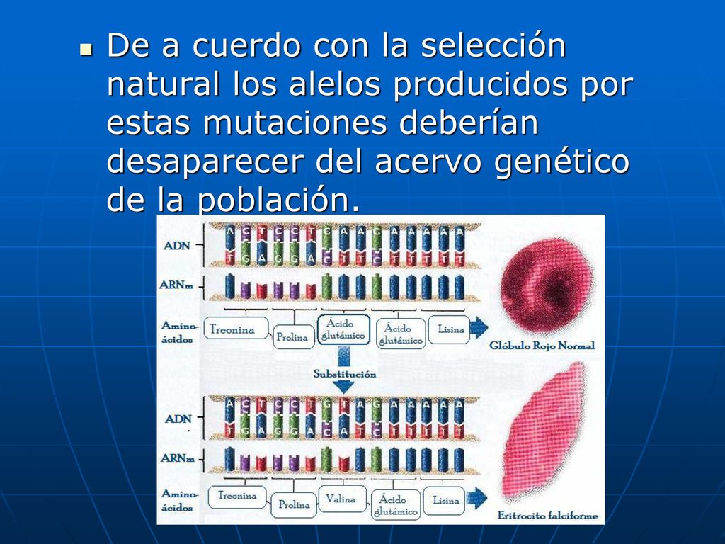 De a cuerdo con la selección natural los alelos producidos por estas mutaciones deberían desaparecer del acervo genético de la población.