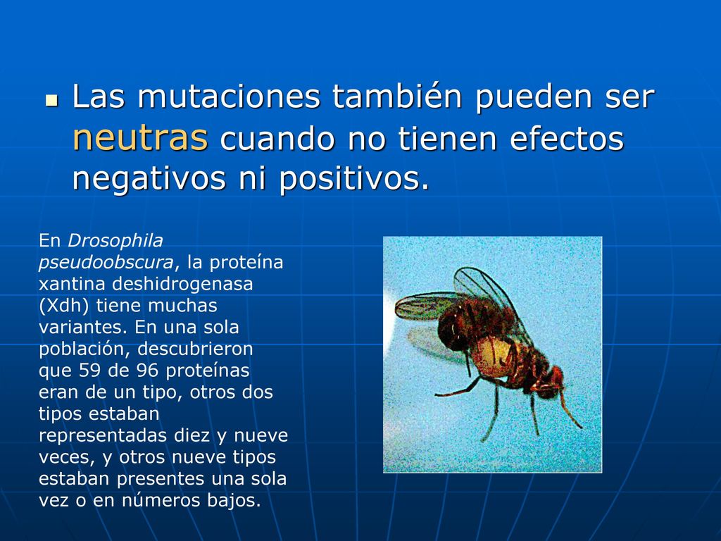 Las mutaciones también pueden ser neutras cuando no tienen efectos negativos ni positivos.