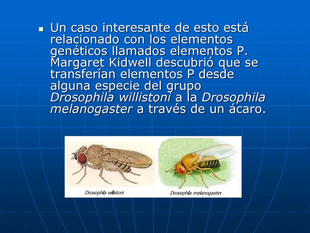 Un caso interesante de esto está relacionado con los elementos genéticos llamados elementos P.