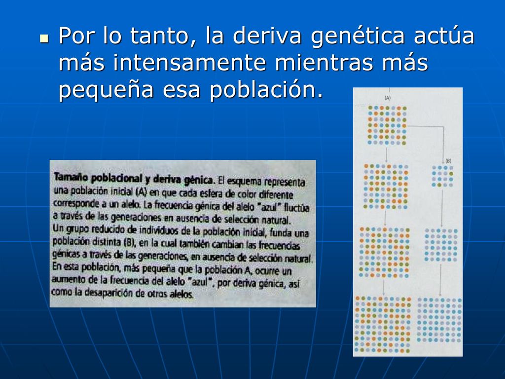 Por lo tanto, la deriva genética actúa más intensamente mientras más pequeña esa población.