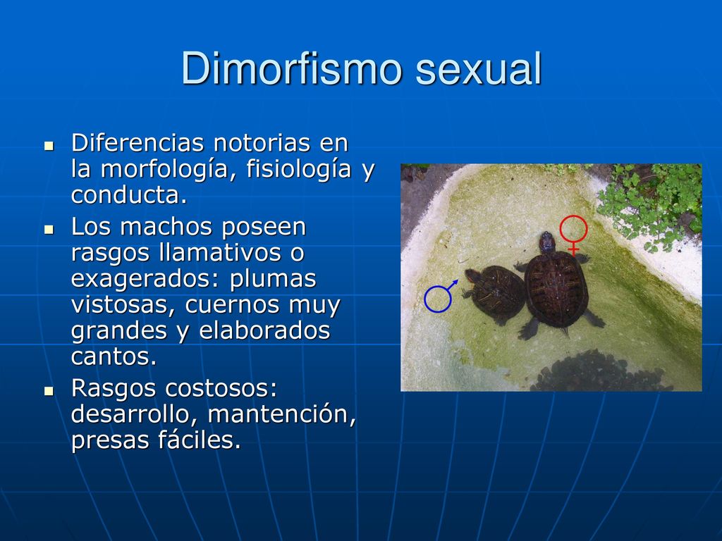 Dimorfismo sexual Diferencias notorias en la morfología, fisiología y conducta.
