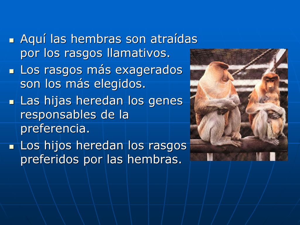 Aquí las hembras son atraídas por los rasgos llamativos.