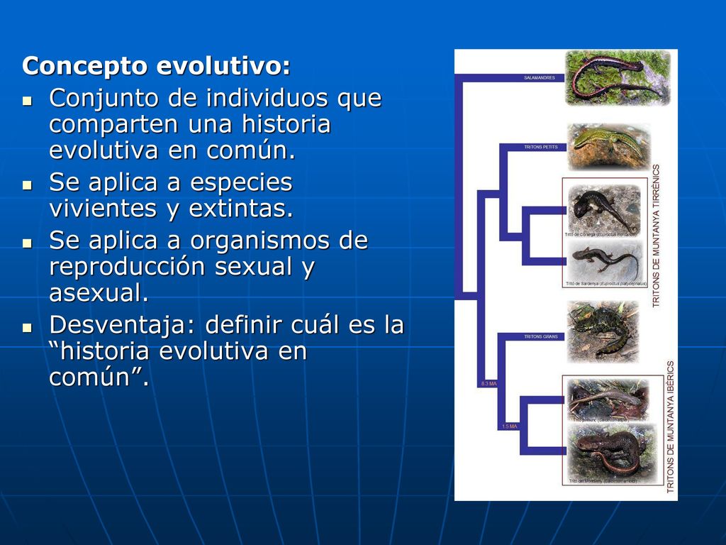 Concepto evolutivo: Conjunto de individuos que comparten una historia evolutiva en común. Se aplica a especies vivientes y extintas.
