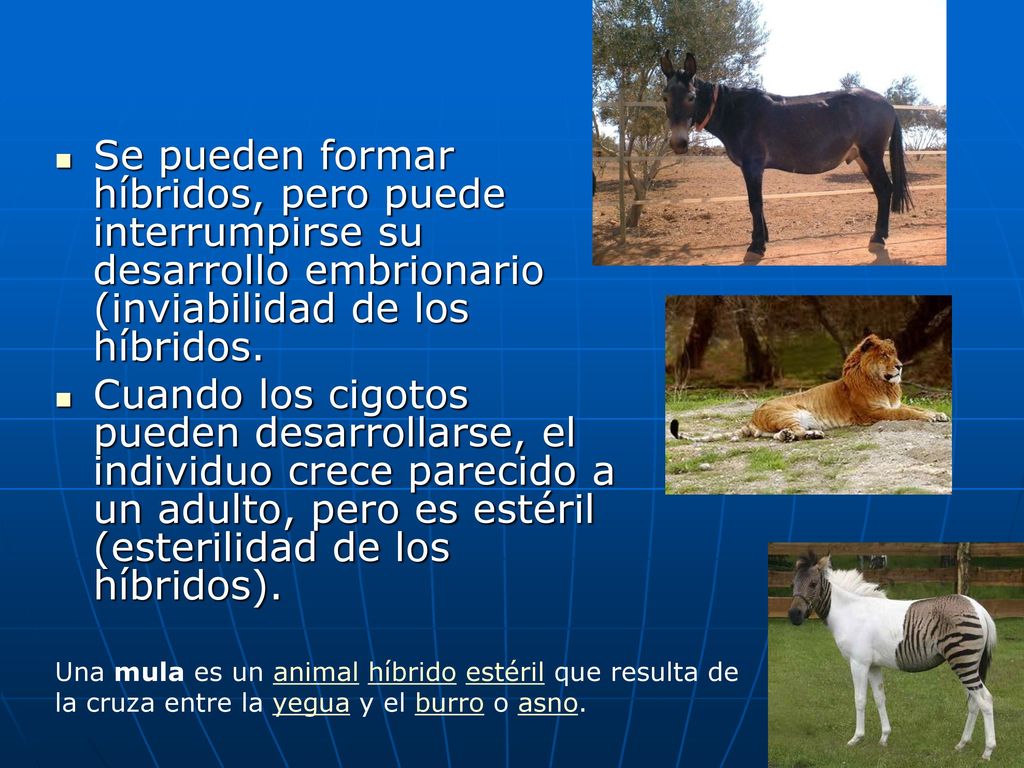 Se pueden formar híbridos, pero puede interrumpirse su desarrollo embrionario (inviabilidad de los híbridos.