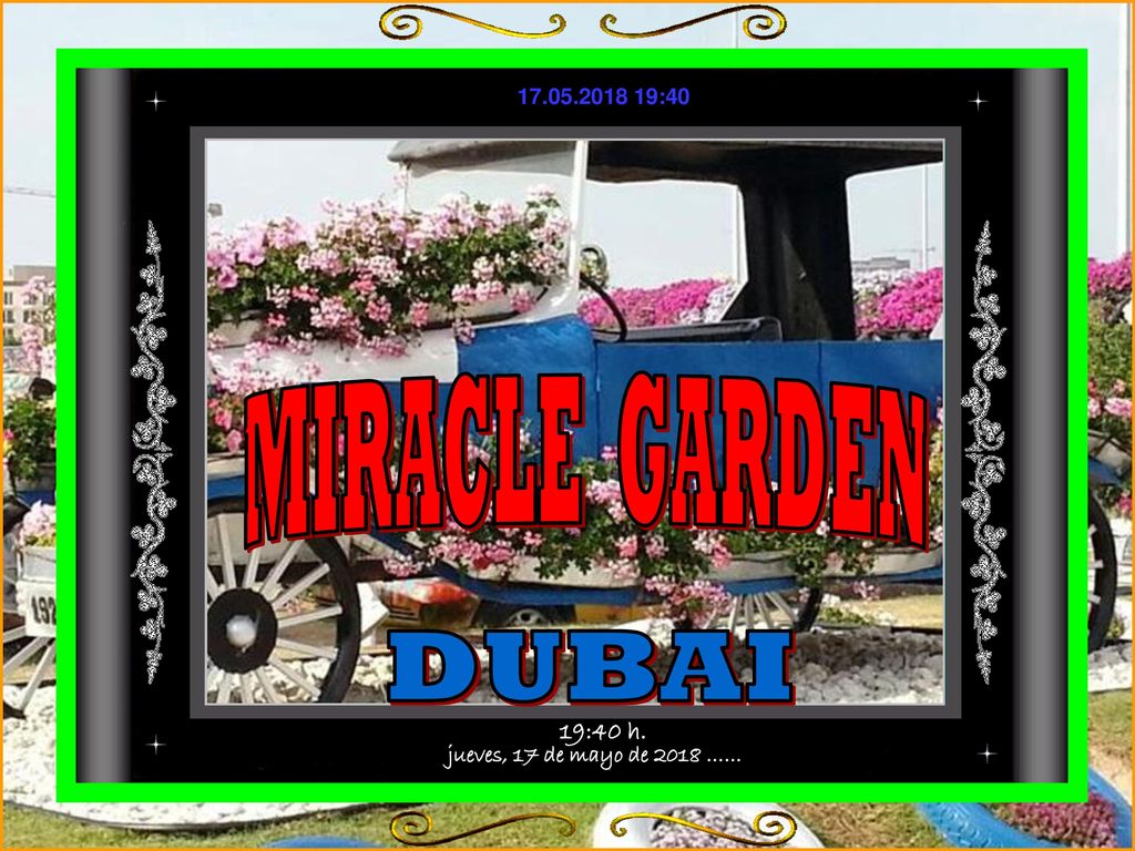 MIRACLE GARDEN DUBAI jueves, 17 de mayo de 2018 …… 19:40 h.