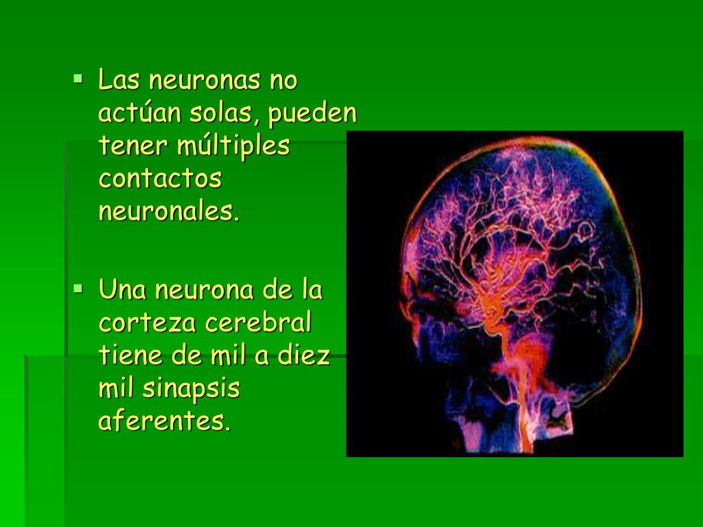 Las neuronas no actúan solas, pueden tener múltiples contactos neuronales.