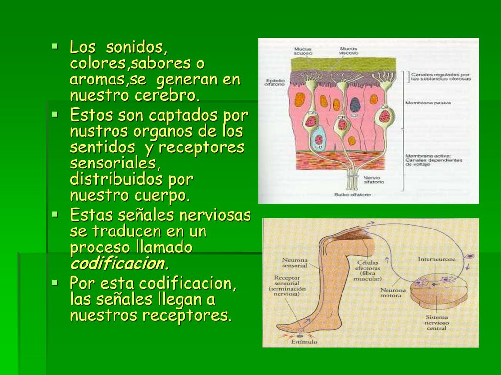Los sonidos, colores,sabores o aromas,se generan en nuestro cerebro.