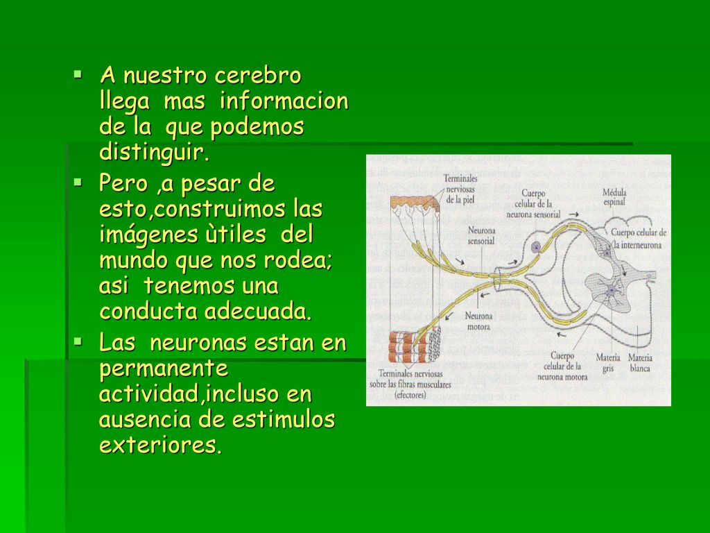 A nuestro cerebro llega mas informacion de la que podemos distinguir.