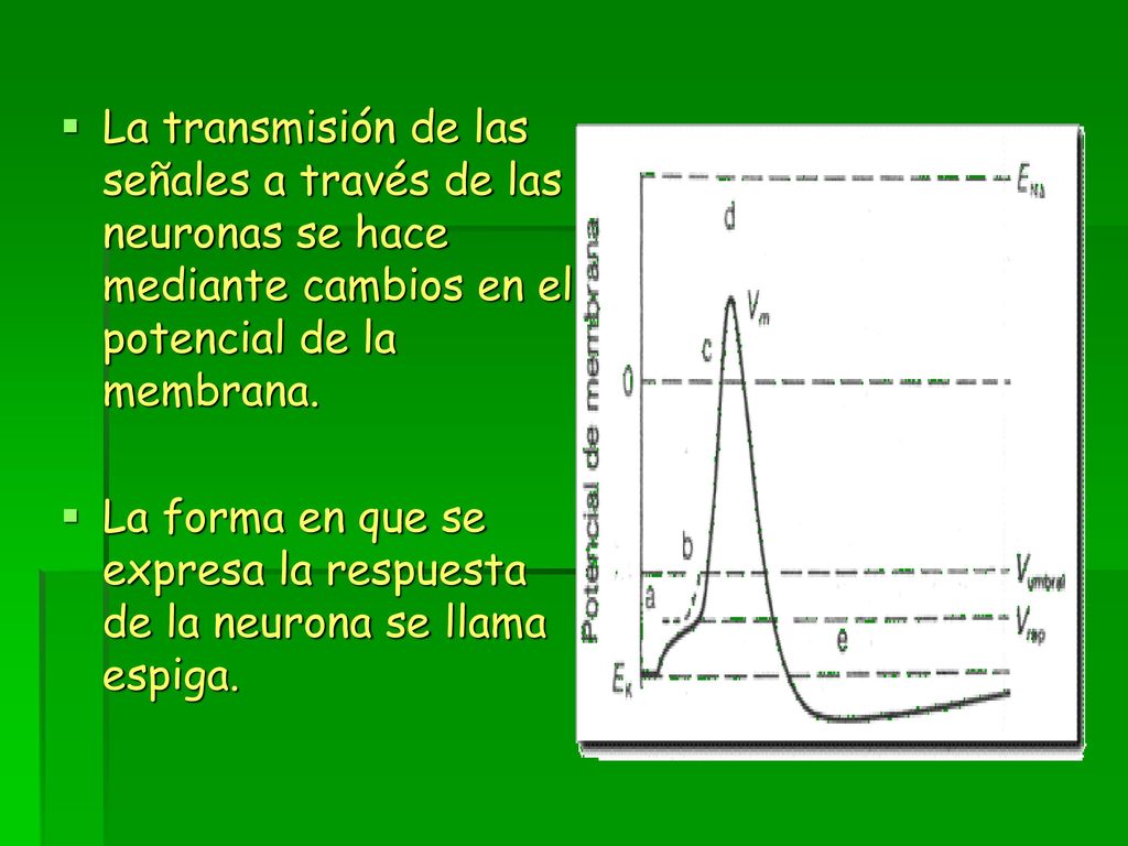 La transmisión de las señales a través de las neuronas se hace mediante cambios en el potencial de la membrana.